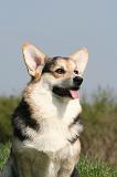 CORGI PEMBROKE 1355